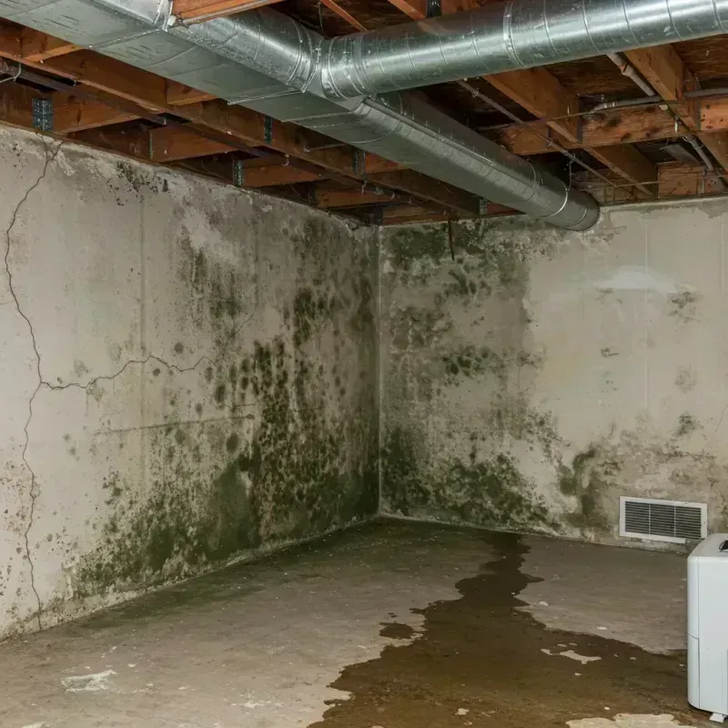 Professional Mold Removal in Bertie County, NC